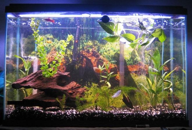 45 gallons freshwater fish tank (mostly fish and non-living decorations) - 45 gallon tank 

Any suggestion, anyone??