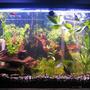 45 gallons freshwater fish tank (mostly fish and non-living decorations) - 45 gallon tank Any suggestion, anyone??