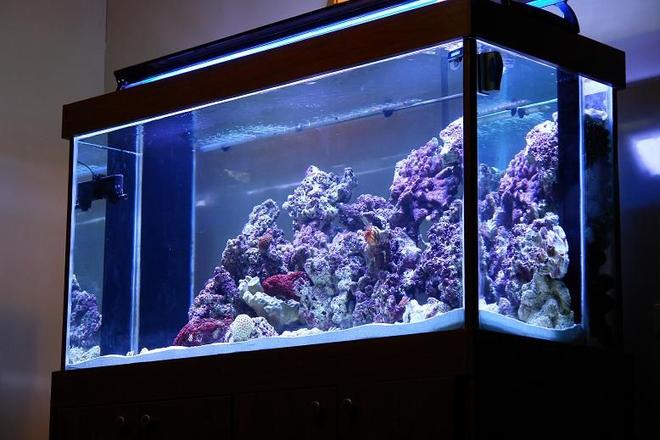 170 gallons reef tank (mostly live coral and fish) - liverock  fish