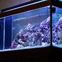 fish tank picture - liverock & fish