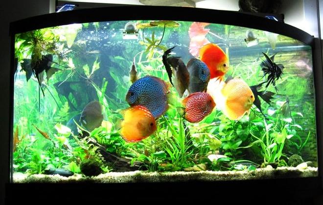 96 gallons planted tank (mostly live plants and fish) - Planted Discus Tank 96 gallons