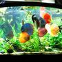 96 gallons planted tank (mostly live plants and fish) - Planted Discus Tank 96 gallons