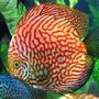 freshwater fish - red and white disucs stocking in 96 gallons tank - Red and White Disucs