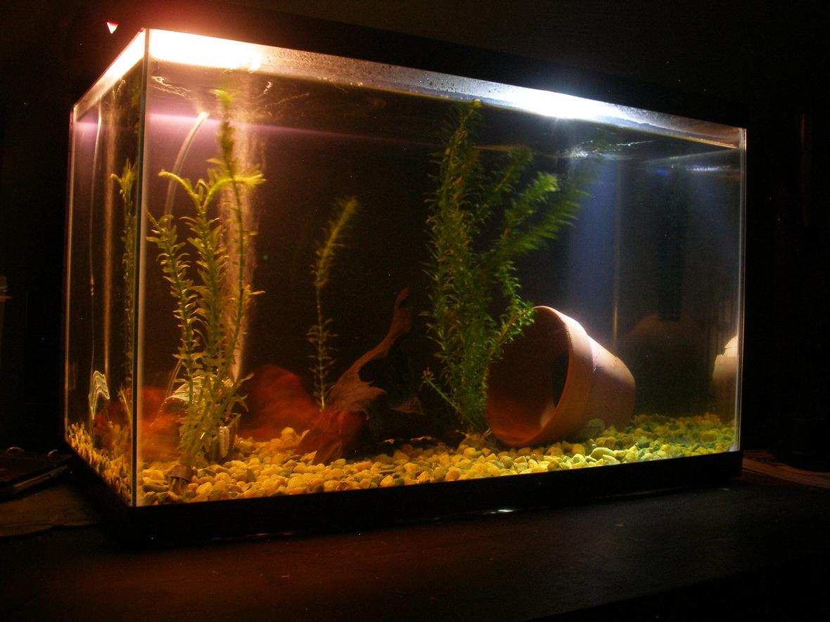 10 gallons freshwater fish tank (mostly fish and non-living decorations) - 10 gallon fish tank at night.