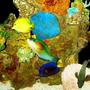 fish tank picture - Parrotfish, Speckled Grouper and Tangs