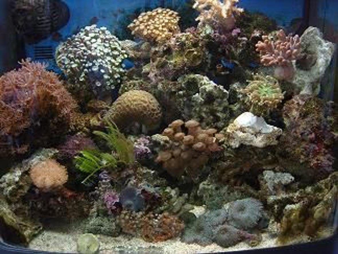 21 gallons reef tank (mostly live coral and fish) - my little tank :D