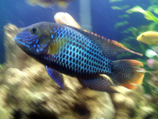 freshwater fish - aequidens rivulatus - green terror stocking in 36 gallons tank - The Green Terror