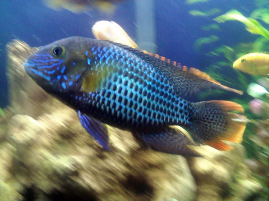 Rated #36: Freshwater Fish - Aequidens Rivulatus - Green Terror Stocking In 36 Gallons Tank - The Green Terror