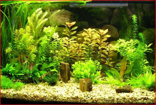 50 gallons planted tank (mostly live plants and fish) - just put another set of lights in and a new plant