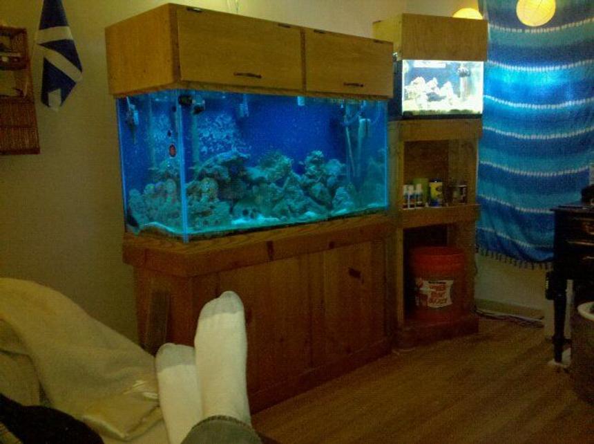 Rated #121: 100 Gallons Reef Tank - Me admiring my setup. Custom 10g tank stand. drilled the glass in the 10g myself for the return and planned it all myself. Built the 90g canopy myself as well.