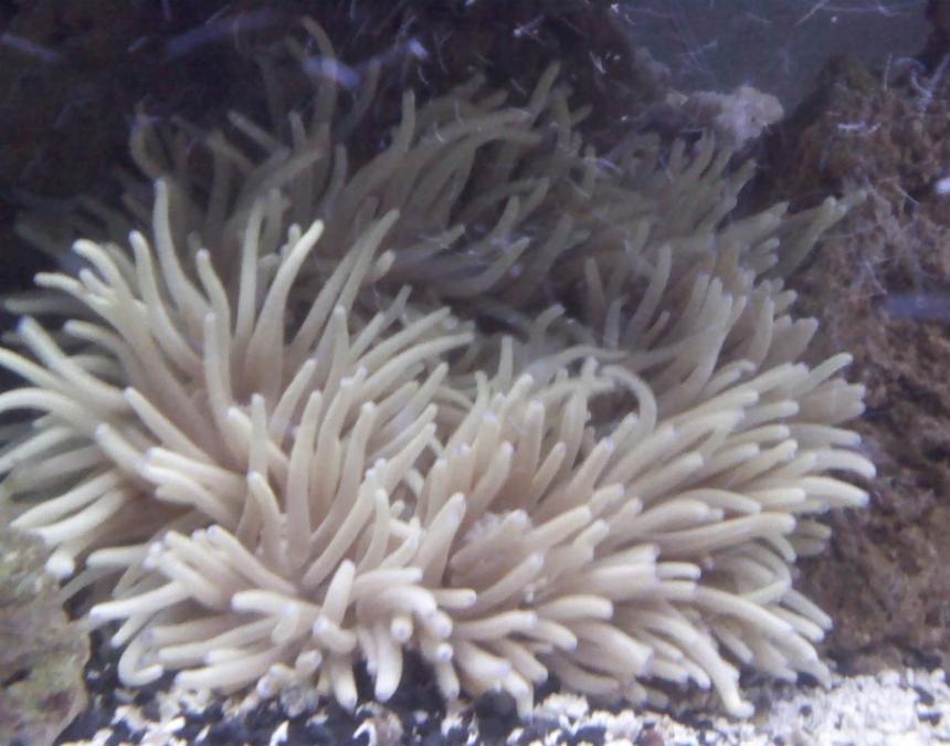 Rated #32: Corals Inverts - Heteractis Magnifica - Ritteri Anemone Stocking In 75 Gallons Tank - XXL Long Tip Anemone, size of a dinner plate
