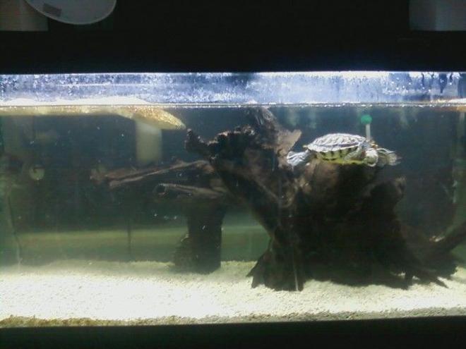 corals inverts - trachemys scripta scripta - yellow belly slider turtle stocking in 75 gallons tank - turtle tank 75g