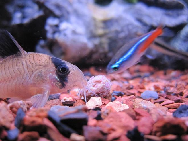 freshwater fish - corydoras panda - panda cory cat stocking in 16 gallons tank - Chowing Down - Panda Cory - Neon Tetra