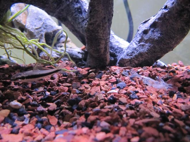 freshwater fish - crossocheilus siamensis - siamese algae eater stocking in 16 gallons tank - Siamese Algae Eater about to eat some Red Cherry Shrimp exoskeleton.
