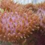 corals inverts - rhodactis indosinensis - hairy mushroom stocking in 20 gallons tank - Hairy Mushrooms!