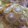 corals inverts - zoanthus sp. - colony polyp stocking in 20 gallons tank - Green Zoos!