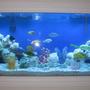 fish tank picture - New Set Up 3.09.10