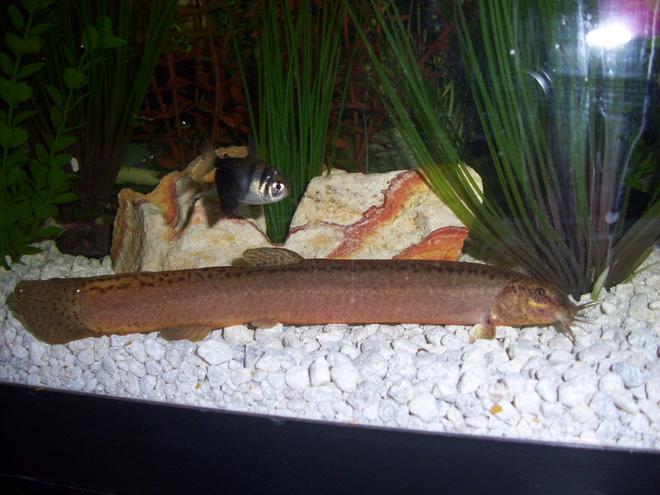 55 gallons freshwater fish tank (mostly fish and non-living decorations) - my 9'' weather loach