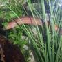 fish tank picture - my loach playing peakaboo,hes lazy n just chills on the plants.hes 4 years old n my favorite fish