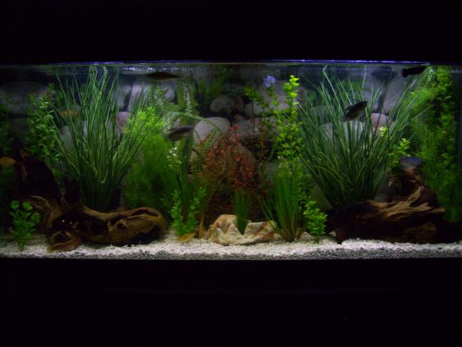 55 gallons freshwater fish tank (mostly fish and non-living decorations) - 55g community freshwater