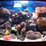 40 gallons reef tank (mostly live coral and fish) - FTS