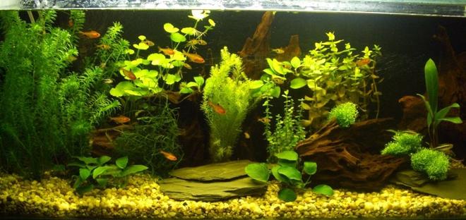 planted tank (mostly live plants and fish) - My new aquarium