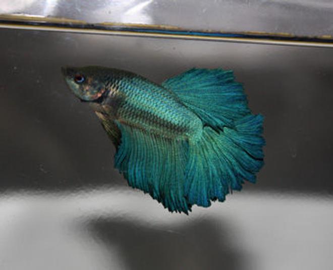 freshwater fish - betta splendens - crown tail betta - One of my male bettas, Mar..=)