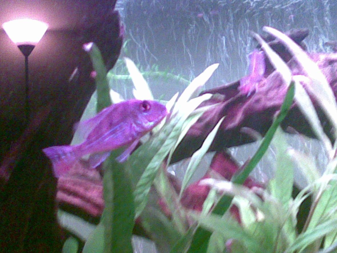 freshwater fish - gymnogeophagus surinamensis - surinamen geophagus stocking in 45 gallons tank - This is my geophagus surinamensis. excuse the bad quality it was on a phone camera