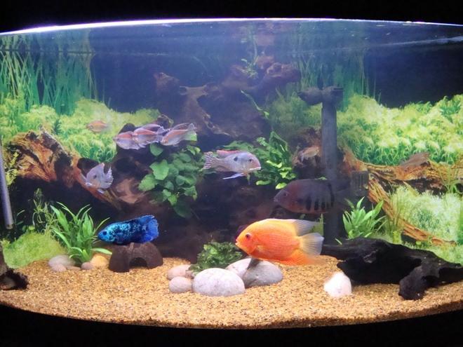 92 gallons planted tank (mostly live plants and fish) - 92G SA/CA corner tank with bogwood, java fern, anubias and river pebbles.