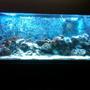 55 gallons reef tank (mostly live coral and fish) - 55 gallon reef tank.