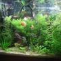 fish tank picture - couple more pics
