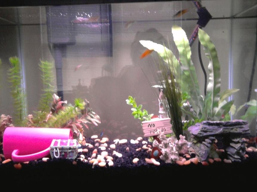 Rated #373: 20 Gallons Freshwater Fish Tank - 20 gallon with: 4 Cherry Barbs, 3 Platies, 3 Zebra Danios (Includes one long finned golden), 2 Neon Tetras, 1 Oto Cat, 1 Baby Snail