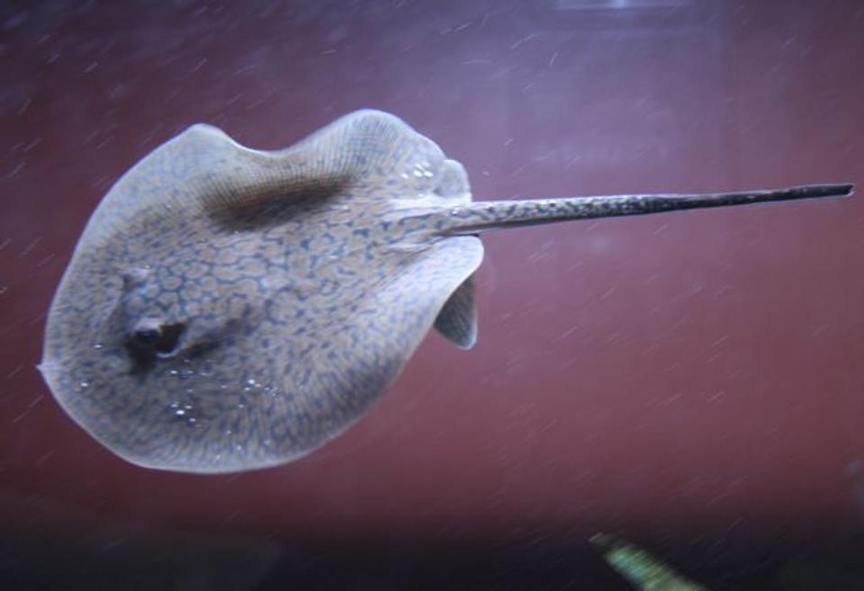 saltwater fish - urobatis halleri - round stingray stocking in 75 gallons tank - tc stingray