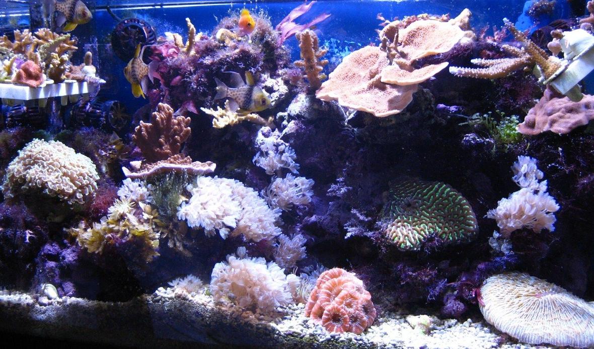 20 gallons reef tank (mostly live coral and fish) - Overall picture