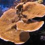 corals inverts - montipora capricornis - montipora capricornis, red/orange stocking in 20 gallons tank - Orange plating Monti