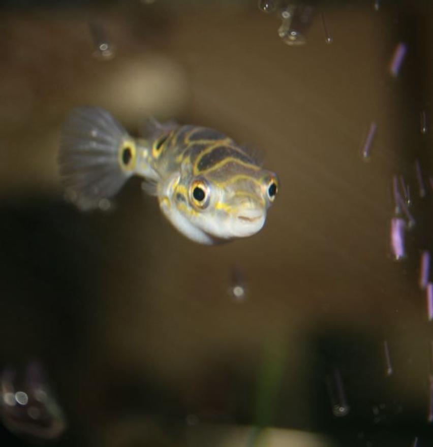 Rated #23: Freshwater Fish - Tetraodon Biocellatus - Figure 8 Puffer Stocking In 75 Gallons Tank - figure 8 puffer