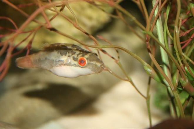 freshwater fish - carinotetraodon lorteti - red eyed puffer stocking in 75 gallons tank - red eyed puffer