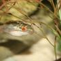 freshwater fish - carinotetraodon lorteti - red eyed puffer stocking in 75 gallons tank - red eyed puffer