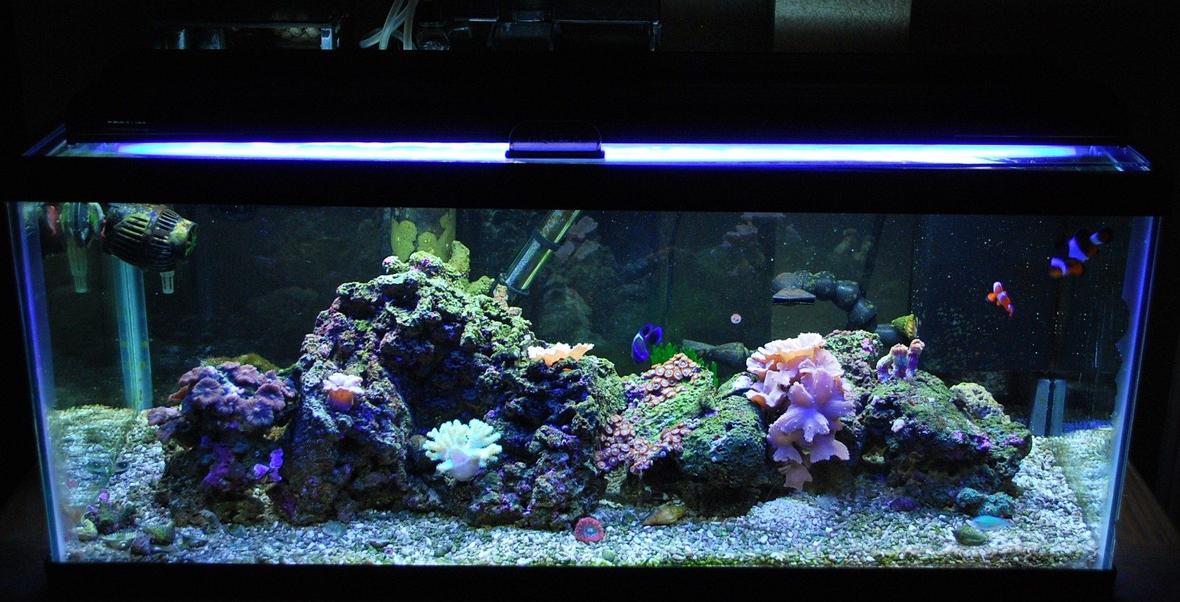 20 gallons reef tank (mostly live coral and fish) - 20 gallon long 7 months old