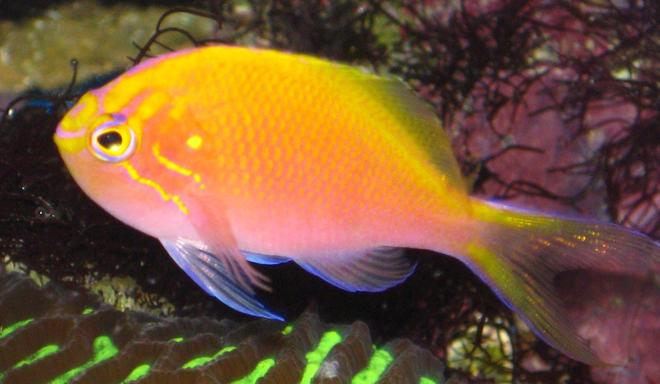 saltwater fish - serranocirrhitus latus - fathead sunburst anthias stocking in 20 gallons tank - My Sunburst Anthias