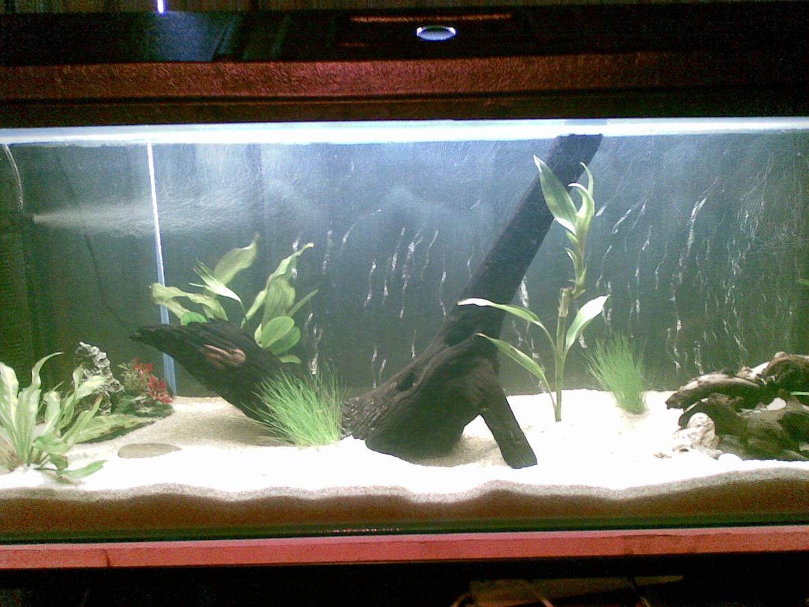 66 gallons planted tank (mostly live plants and fish) - This is my 66 gallon that's still under construction, ^^