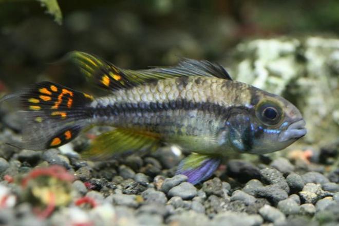 freshwater fish - apistogramma cacatuoides - orange cockatoo cichlid stocking in 40 gallons tank - Cockatoo cichlid