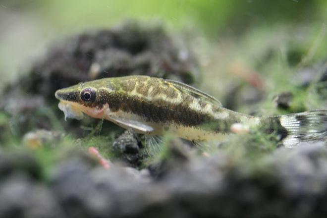 freshwater fish - otocinclus sp. - otocinclus catfish stocking in 40 gallons tank - Otocinclus
