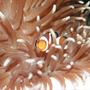 saltwater fish - amphiprion percula - true percula clownfish stocking in 75 gallons tank - .......