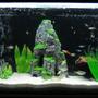 65 gallons freshwater fish tank (mostly fish and non-living decorations) - My 250L Community tank