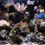90 gallons reef tank (mostly live coral and fish) - Now 90 from the 30 gallon 9 months and doing well, Pictures taken with Panasonic Lumix DCM