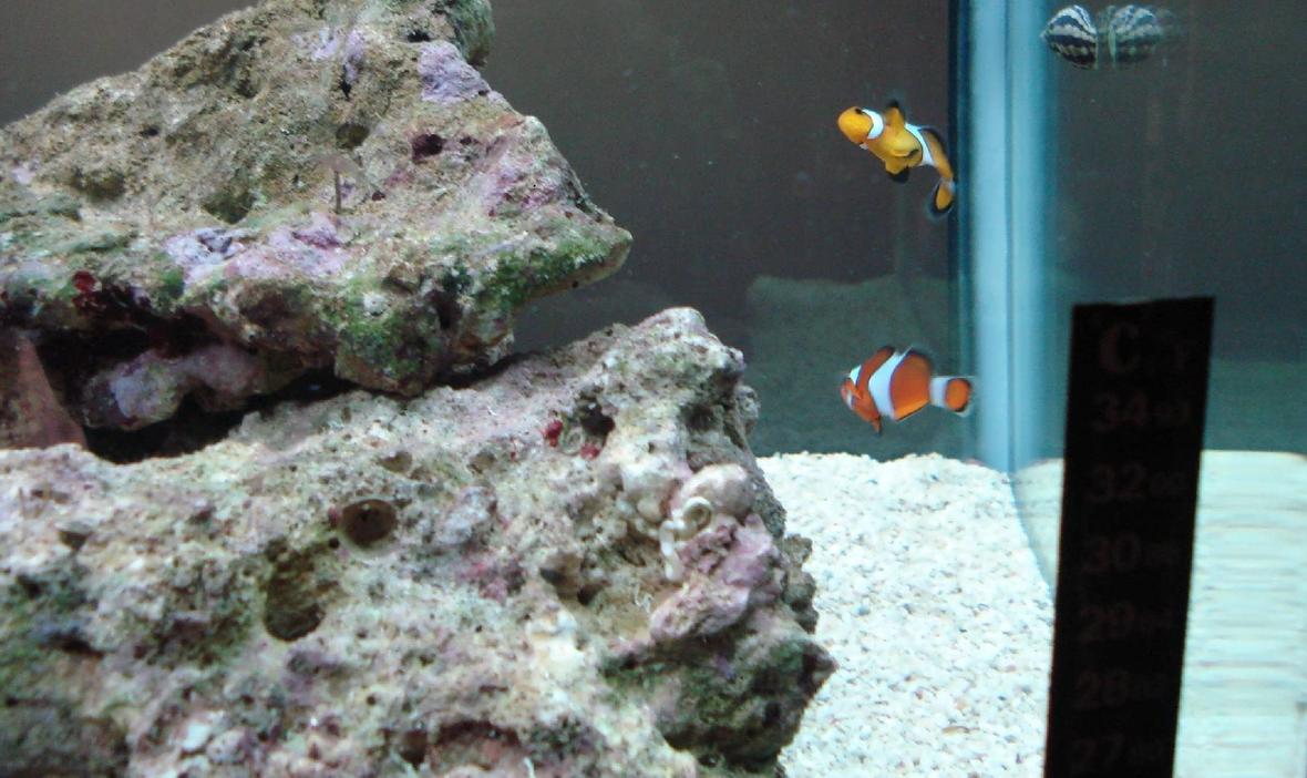 saltwater fish - amphiprion ocellaris - ocellaris clownfish stocking in 42 gallons tank - Pairing twitching Clowns