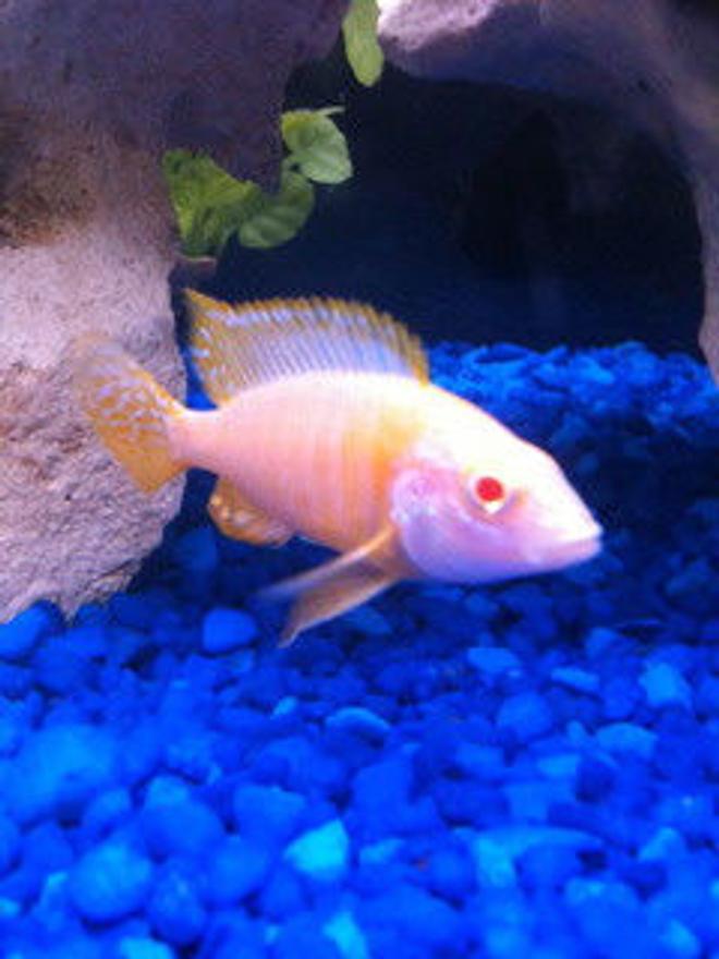 freshwater fish - aulonocara sp. - albino peacock cichlid stocking in 55 gallons tank - My Albino Peacock
