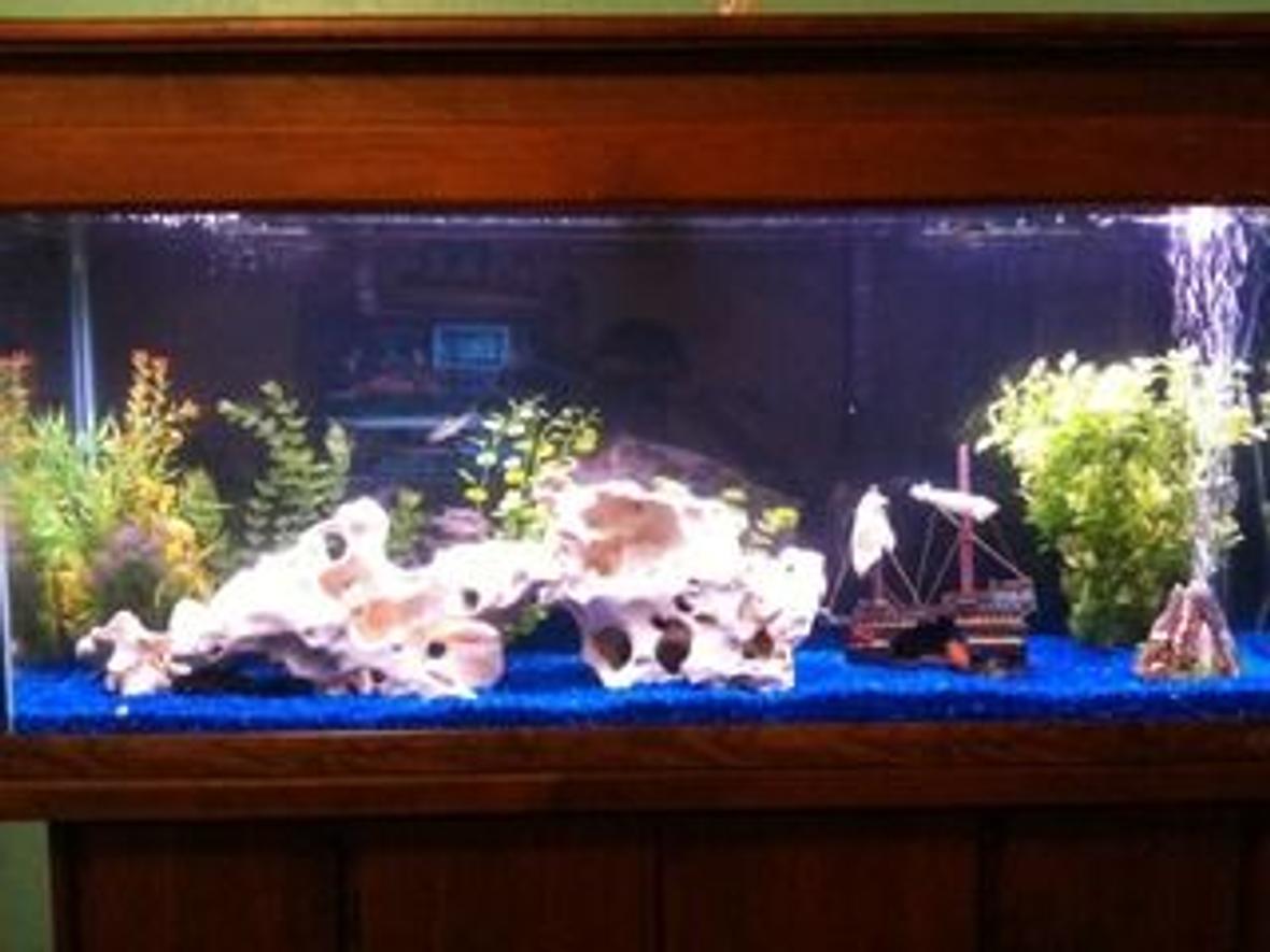 55 gallons freshwater fish tank (mostly fish and non-living decorations) - My 55 Gallon