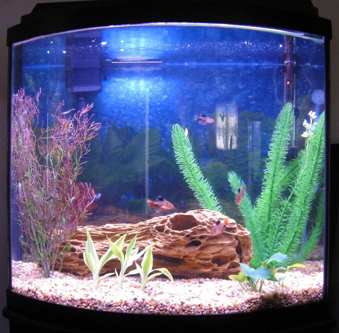16 gallons freshwater fish tank (mostly fish and non-living decorations) - 16 gallon bow